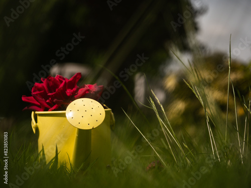 Yellow watering can with red rose flowers  photo