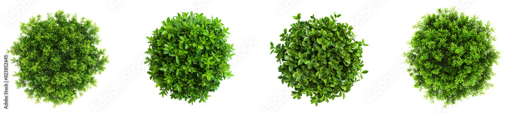 Obraz premium Top view hedge on transparent backgrounds 3d render png