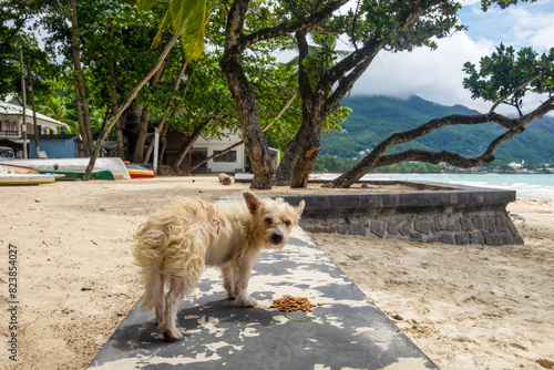 A stray dog eating food on the street near the beach. photo