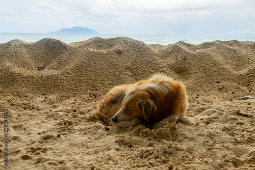 Stray dog sleeping on the sand on the beach. photo
