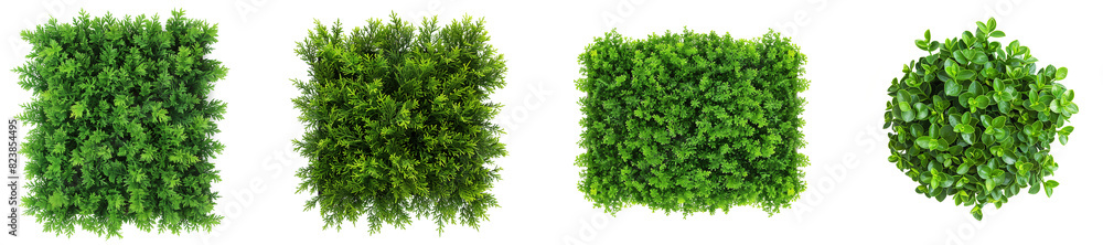 Top view hedge on transparent backgrounds 3d render png Top view hedge on transparent backgrounds 3d render png