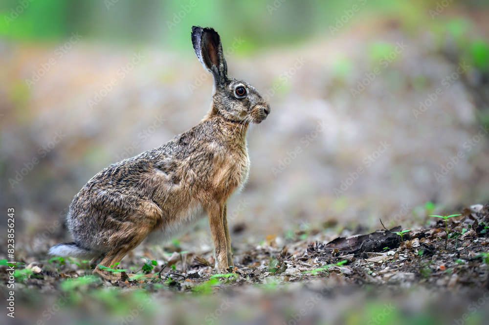 Fototapeta premium European hare ( Lepus europaeus ) close up