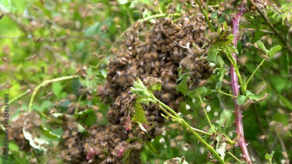 Swarm of Bees Clustered on a Tree Swarm of Bees Clustered on a Tree
