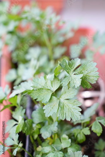 Fresh parsley plant grown in a pot