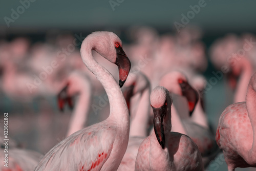 Wild african birds. Group of Greater african flamingos  walking around the blue lagoon on a sunny day