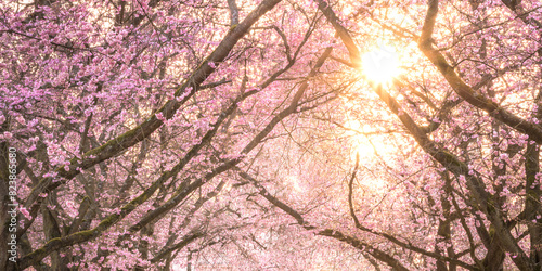 Cherry Blossom and Sun