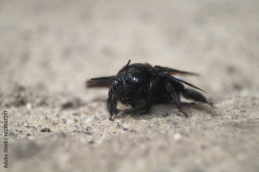 Xylocopa valga. Big black bee on the ground close-up. Carpenter bee Xylocopa valga. Big black bee on the ground close-up. Carpenter bee