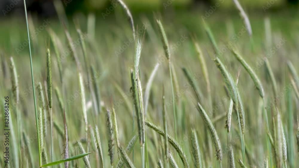 Early Summer Wheat Fields: The Green Beauty of Growth Early Summer Wheat Fields: The Green Beauty of Growth