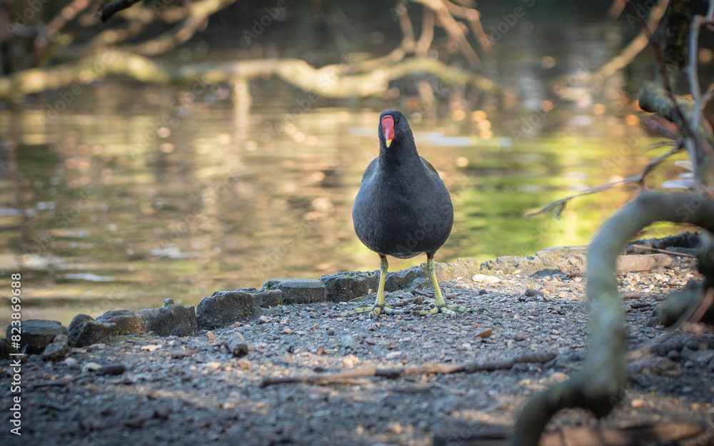 Bird standing near a tranquil lake in a wooded area Bird standing near a tranquil lake in a wooded area