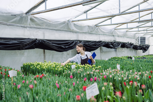 A woman works in a greenhouse with tulips