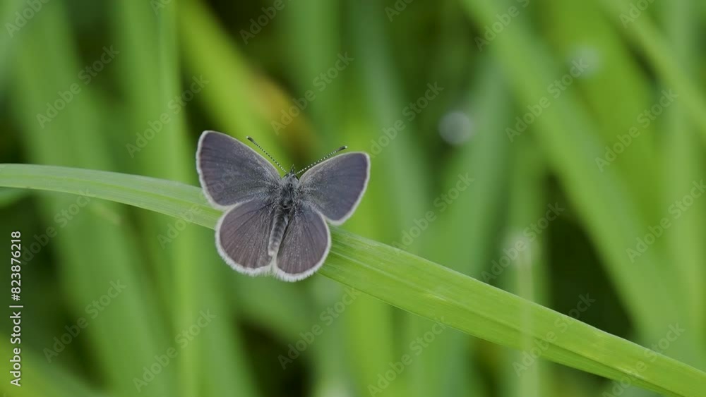 Small Blue Butterfly on a Grass Stem Small Blue Butterfly on a Grass Stem