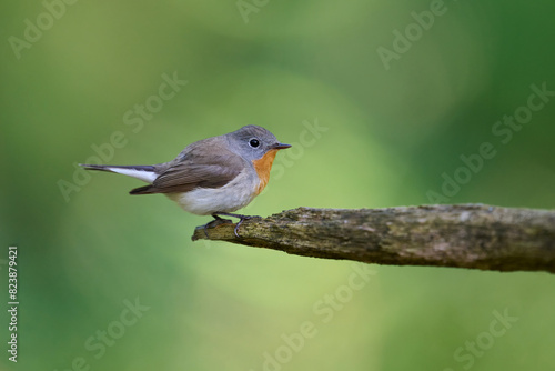 Red-breasted flycatcher (Ficedula parva)