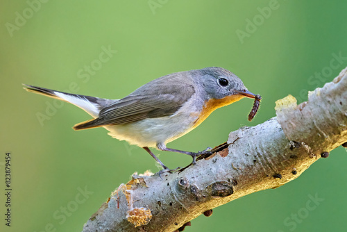 Red-breasted flycatcher (Ficedula parva)