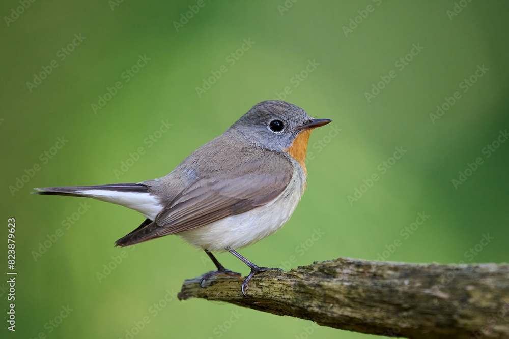 Red-breasted flycatcher (Ficedula parva) Red-breasted flycatcher (Ficedula parva)