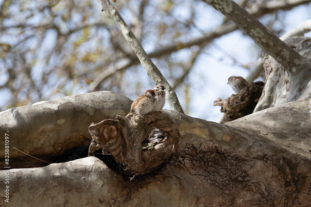 Fototapeta premium birds in the tree