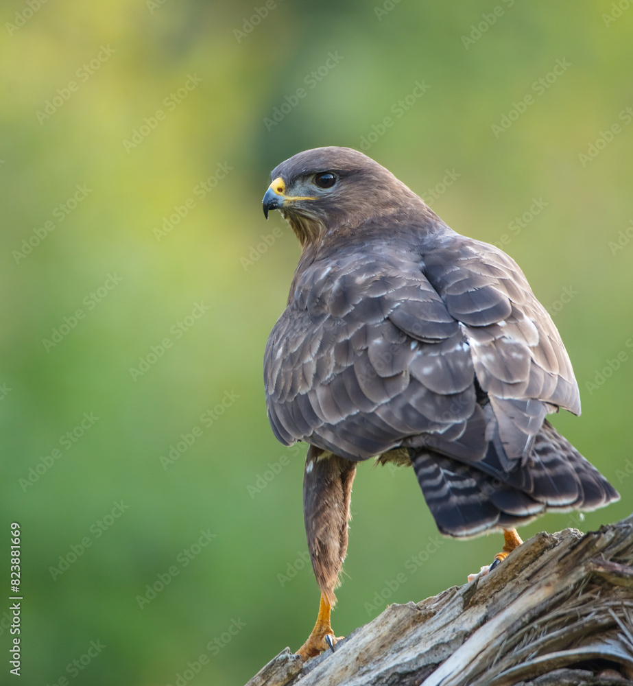 Common Buzzard in spring at a wet forest Common Buzzard in spring at a wet forest