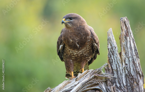 Common Buzzard in spring at a wet forest