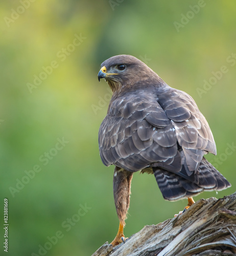 Common Buzzard in spring at a wet forest