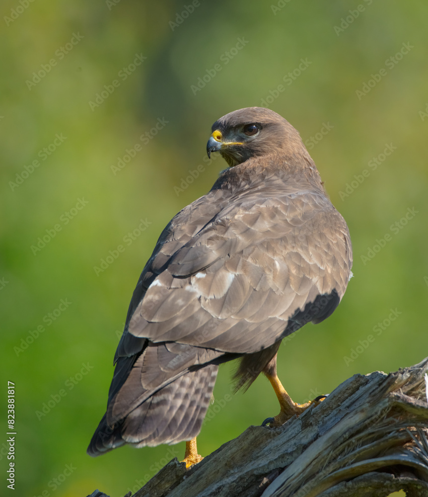 Common Buzzard in spring at a wet forest Common Buzzard in spring at a wet forest