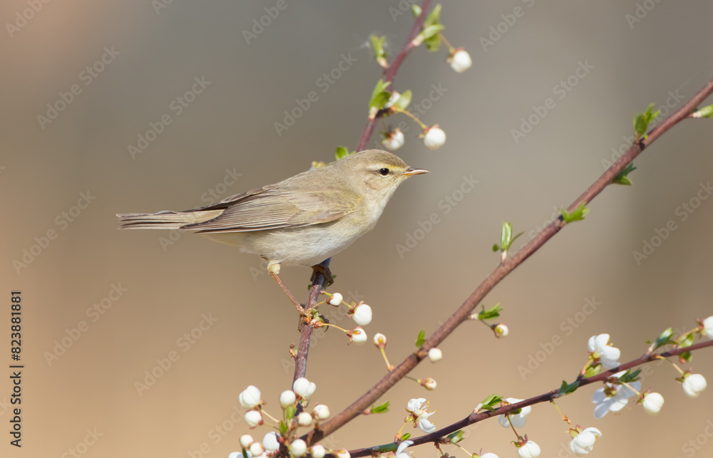 Willow warbler in early spring at a wetland Willow warbler in early spring at a wetland