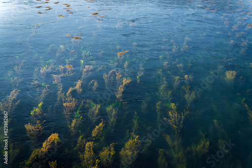 algae in the water