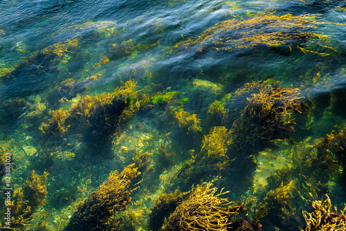 algae in the water
