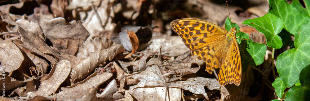 Paphia Argynnis butterfly sits on a green leaf of ivy on a sunny day. Argynnis paphia on the ground among dry foliage closeup. Paphia Argynnis among dry leaves Paphia Argynnis butterfly sits on a green leaf of ivy on a sunny day. Argynnis paphia on the ground among dry foliage closeup. Paphia Argynnis among dry leaves