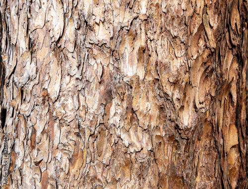 Maritime Pine, Pinus pinaster trunk symbol. Texture made of maritime pine tree bark. Beautiful Maritime Pine, Pinus pinaster trunk background. Conceptual image. Peaceful nature. photo