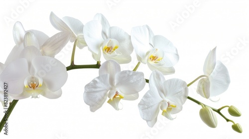 Close up of a white flower on a stem. Suitable for nature themes