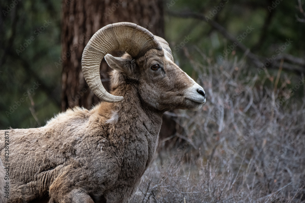 Bighorn Sheep Closeup Bighorn Sheep Closeup