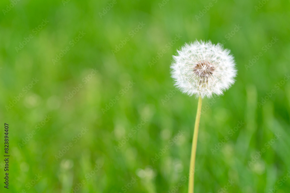 Dandelion white flower in green field in springtime Dandelion white flower in green field in springtime