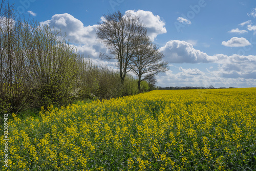 rapeseed field im full bloom on a stormy day