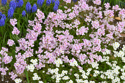 Arabis and Muscari - an early spring flower, primrose