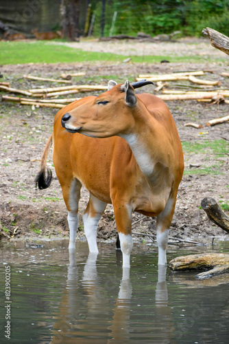 cow in the water