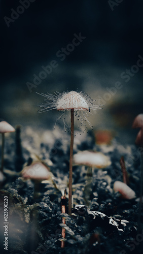 Mushroom