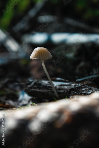 mushrooms in the forest