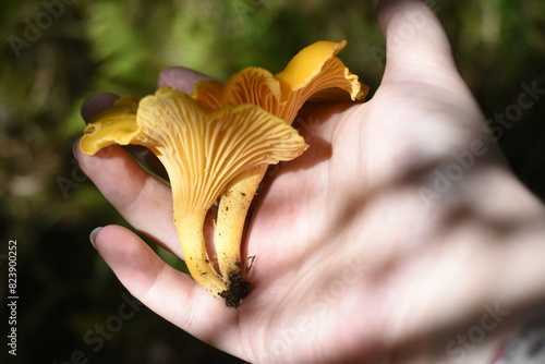 Mushrooms on a hand