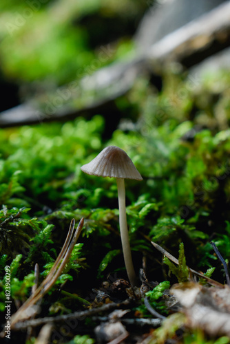 mushrooms in the forest