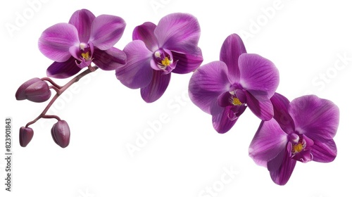 A close-up shot of a vibrant purple flower on a clean white background. Perfect for nature or floral themed designs