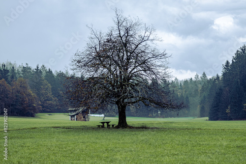 landscape with a tree