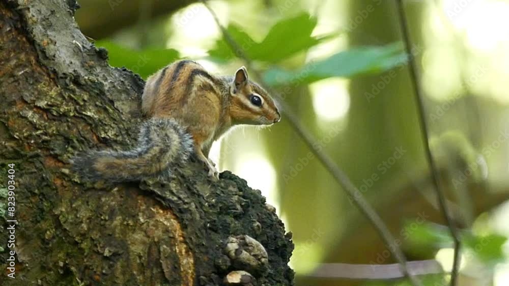 Siberian chipmunk sitting on old tree and observing in the forest against blur background Siberian chipmunk sitting on old tree and observing in the forest against blur background