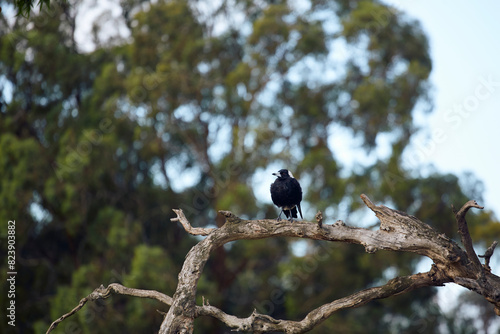 White-billed crow on a branch photo