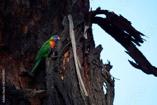 Colorful parrot on a tree photo