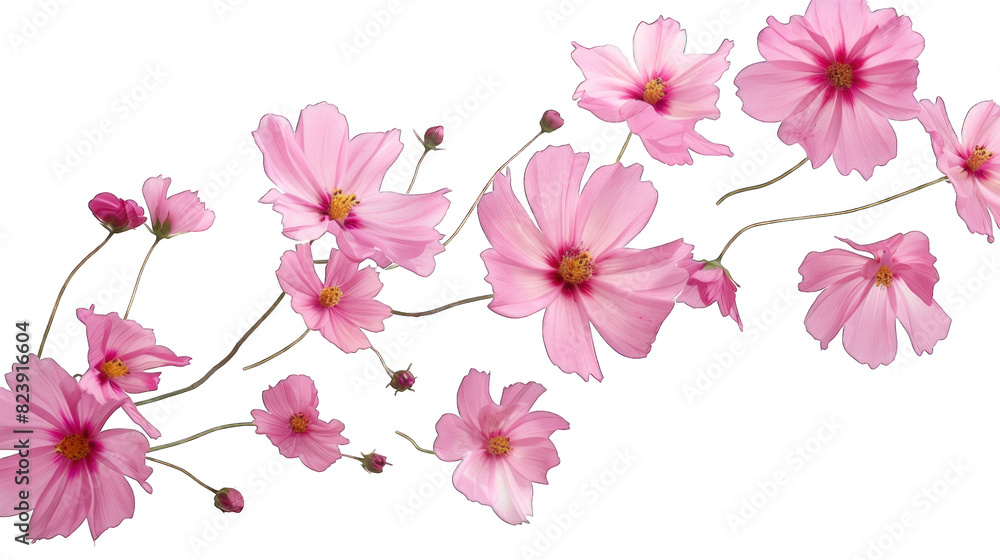 Fototapeta premium Background with floating spring flowers isolated on transparent background