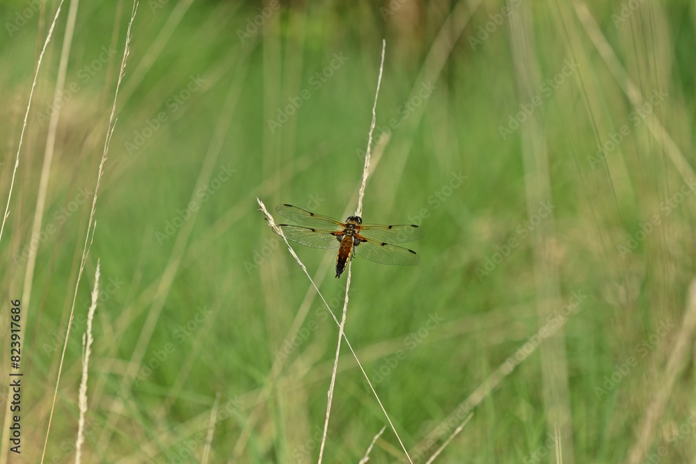 Vierfleck-Libelle (Libellula quadrimaculata) am Ewigen Meer. Vierfleck-Libelle (Libellula quadrimaculata) am Ewigen Meer.
