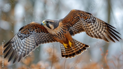 Isolated on white background, a beautiful falcon flies in flight