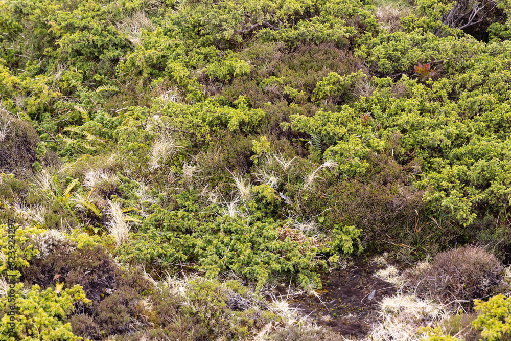 Lush green vegetation on Terceira Island, Azores.