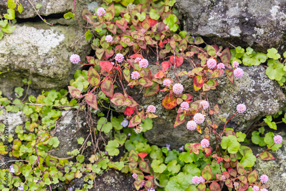 Fototapeta premium Wildflowers growing on a stone wall.