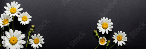 White daisies on a dark background. A banner with a place to copy the text.