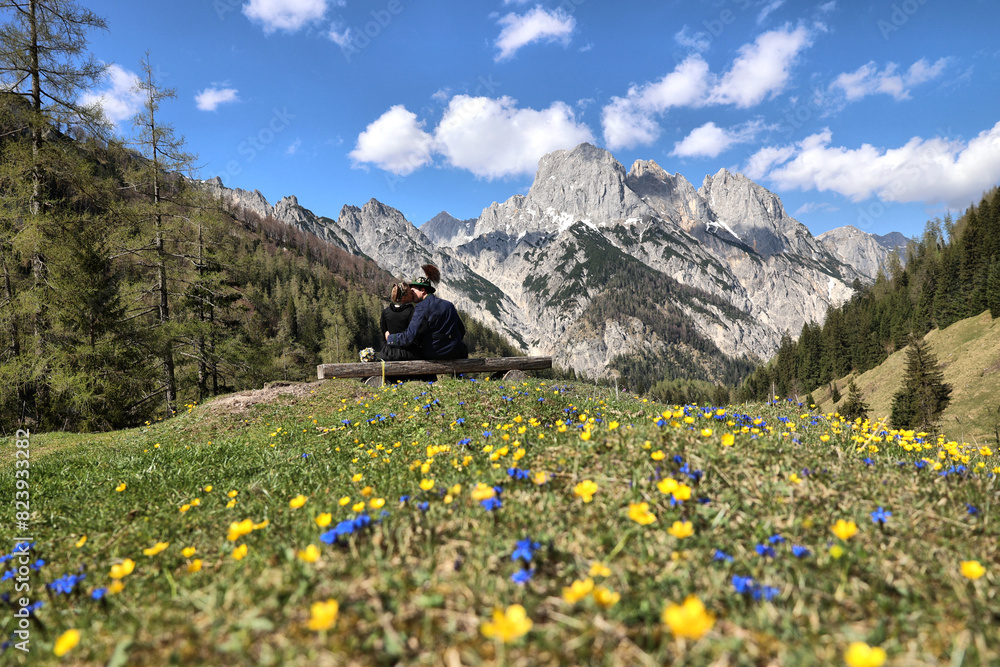 Fototapeta premium watzmann, berchtesgaden, frühling, berge, alpen, löwenzahn, sommer, blühen, ramsau, kirschblüte, bayern, kirschblüten, winter, schnee, himmel, blau, natur, frost, erkältung, ast, 